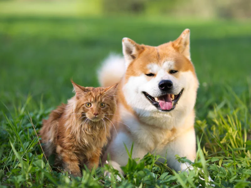 A calm dog and cat sitting together on green grass