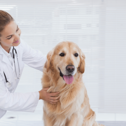 A woman in a white coat gently pets a golden retriever