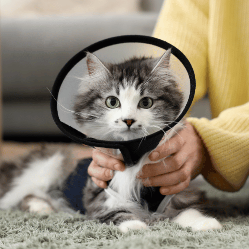 A woman gently holds a cat wearing a protective cone