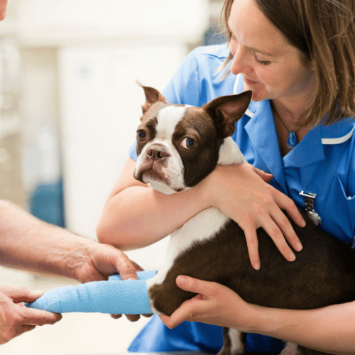 A woman gently holds a dog with a cast on its leg