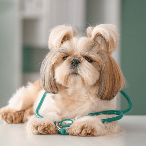 A dog wearing a stethoscope around its neck