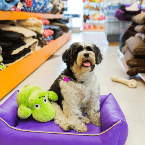 A dog comfortably sitting on a bed