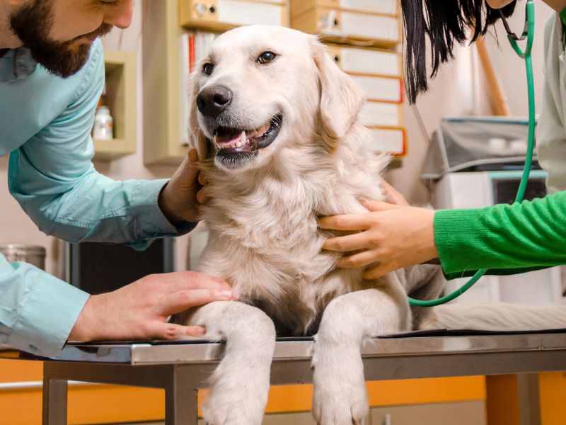 A man and woman are attentively examining a dog