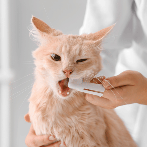 A person gently brushing a cat's teeth with a toothbrush