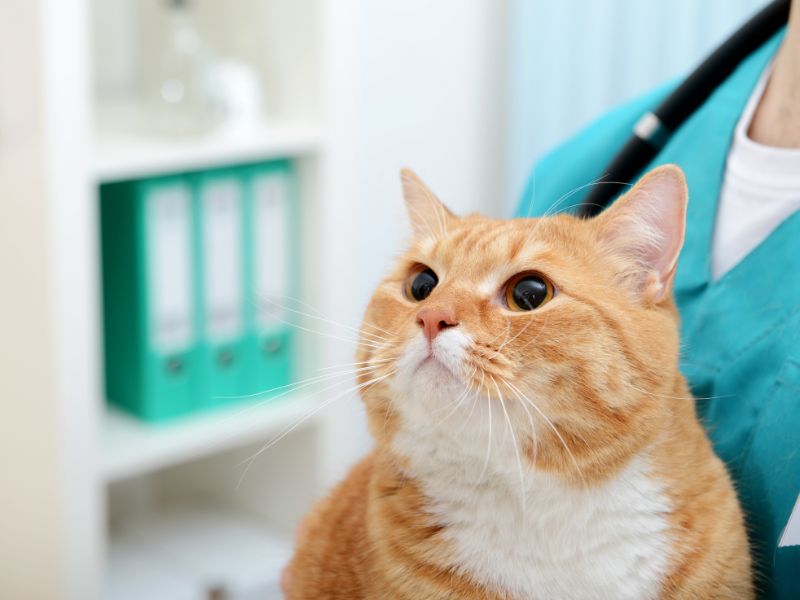 A person gently holds a cat