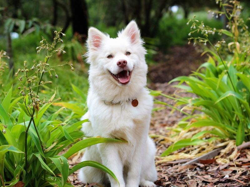 faq banner a white dog rests peacefully among the trees