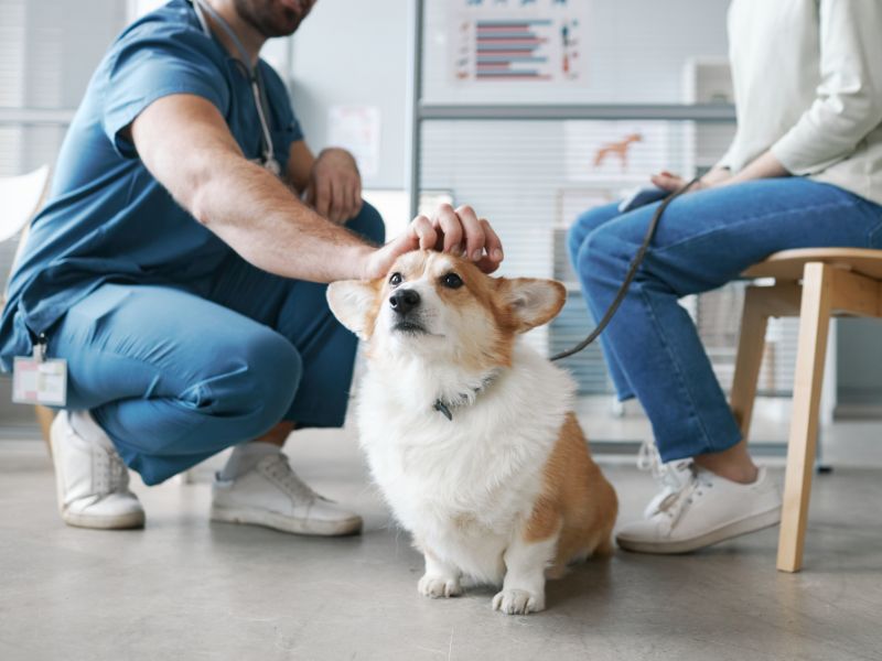 A man and woman gently pet a dog in a veterinary office