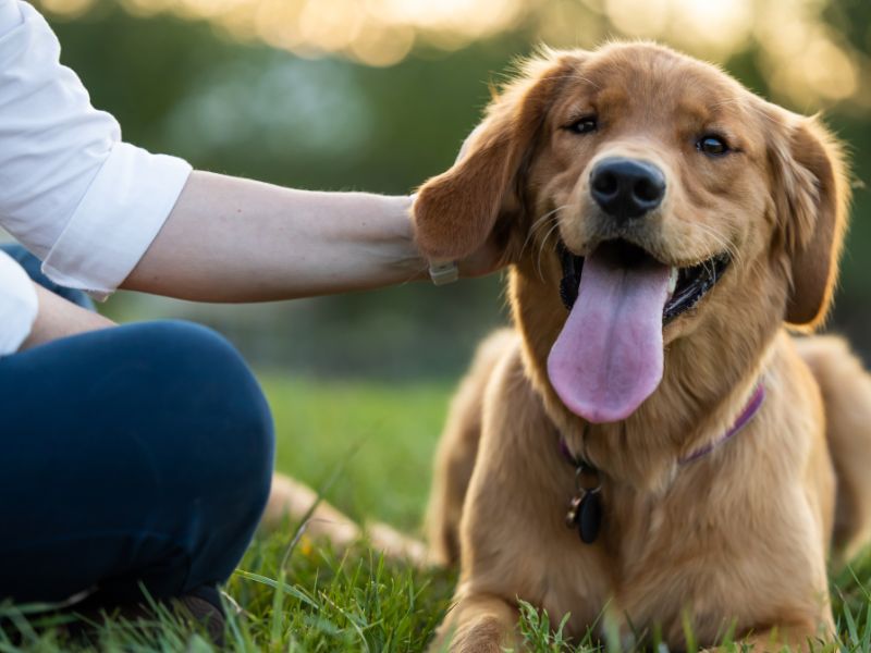 new client banner A golden retriever sits on the grass