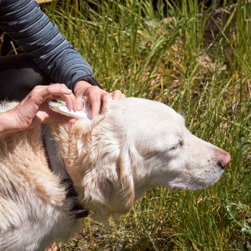 a person giving preventative medication to dog