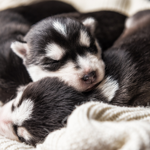 two newborn puppies sleeping