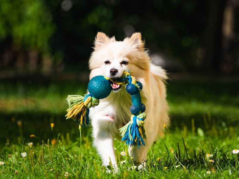 An enthusiastic dog runs across a green field