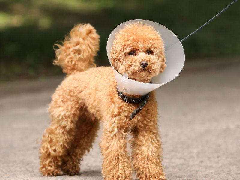 A dog wearing a cone on its head