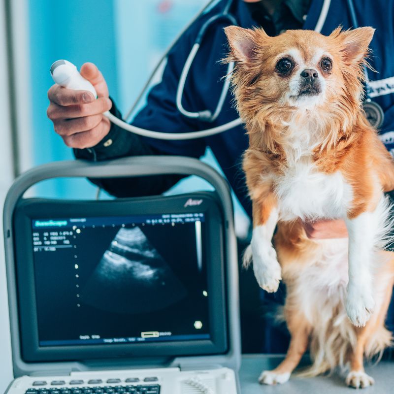 A veterinarian examines a dog