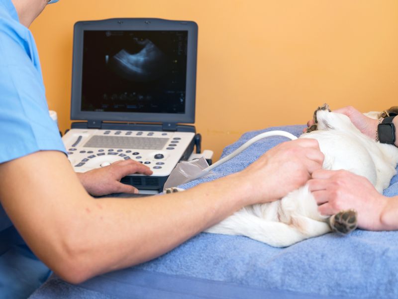 Vet doing ultrasound examination of the pet