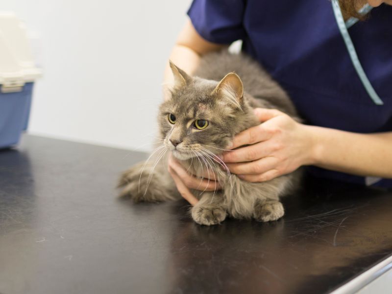 A veterinarian carefully examines a cat