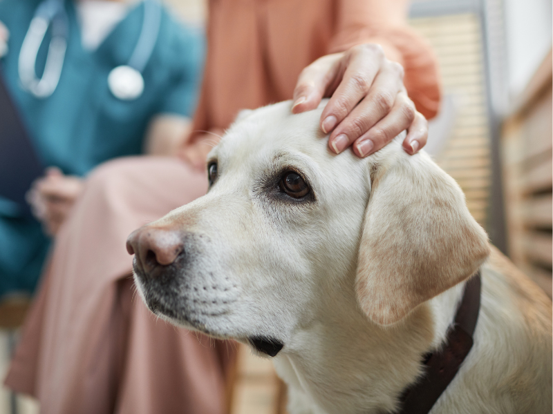 A person is covering a dog's head with his hand