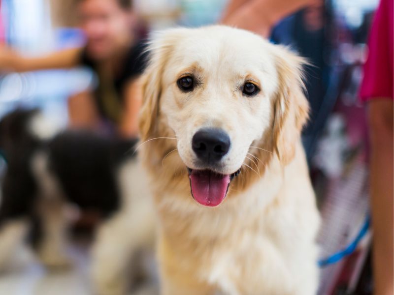 A golden retriever with soft fur looks directly at the camera