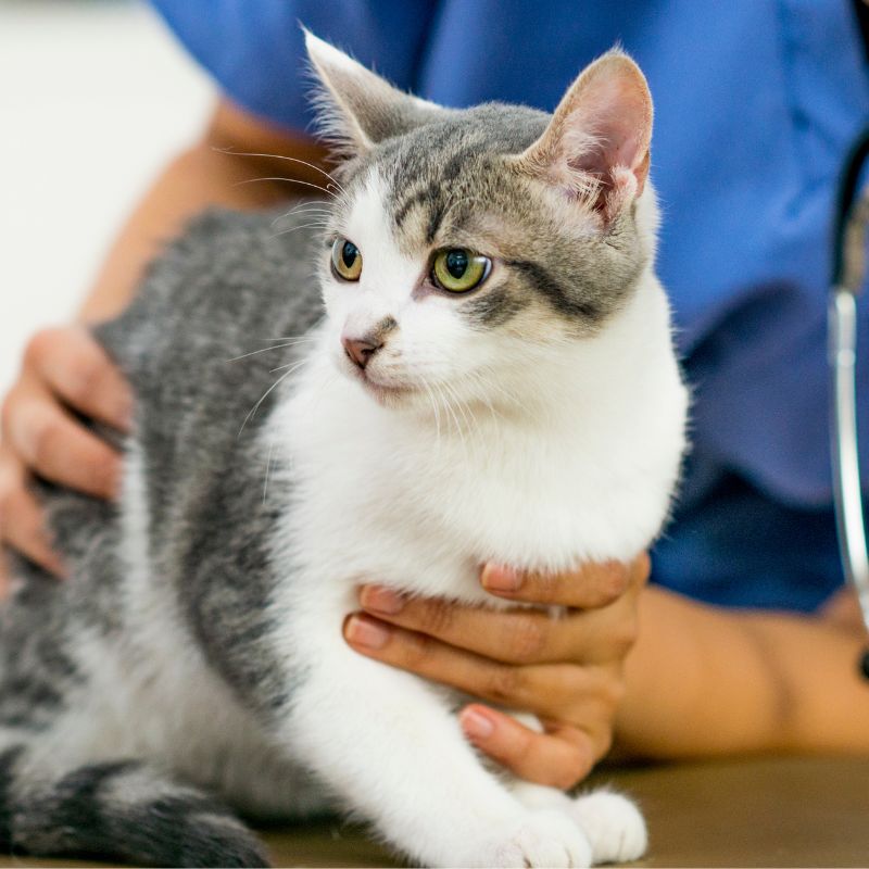 A veterinarian examines a cat