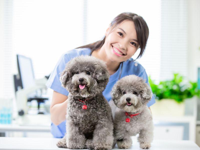 A woman in scrubs gently holds two poodle dogs