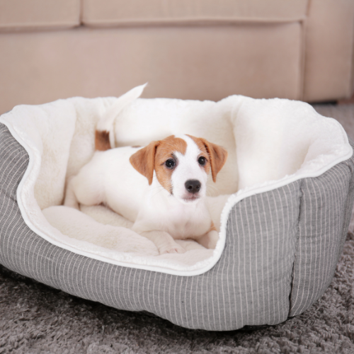 puppy (3)