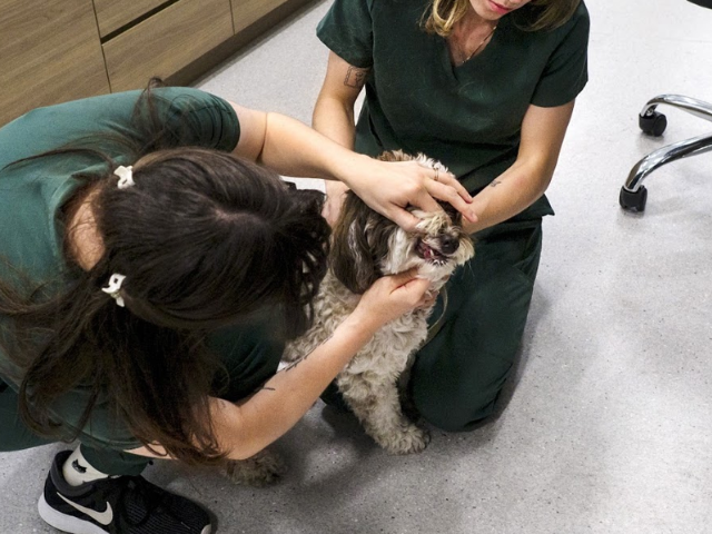 dog toothbrush