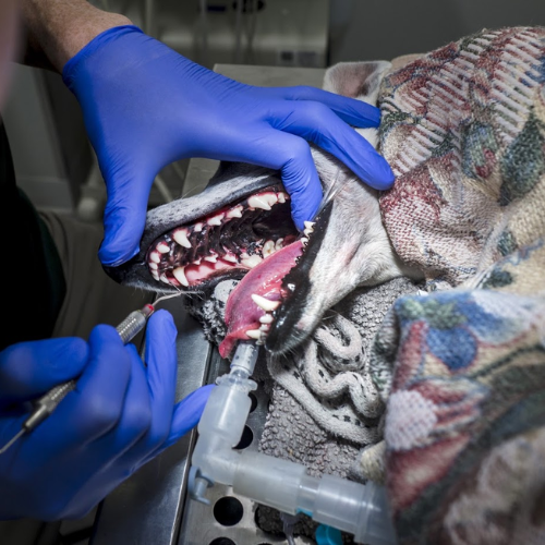 dental (16) A person gently brushing a cat's teeth with a toothbrush