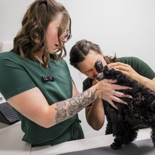 dog - 2026-07-30T083748.339 a person giving preventative medication to dog