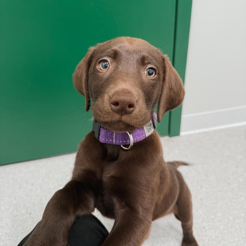 a person giving preventative medication to dog