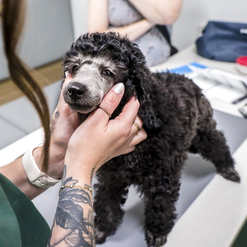 A woman gently holds a dog with a cast on its leg
