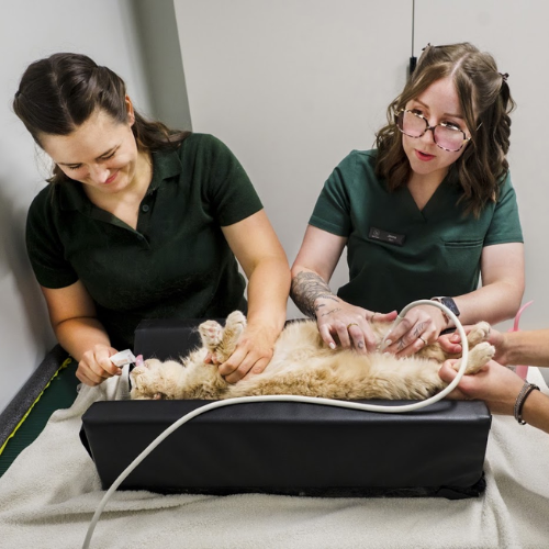 A veterinarian examines a dog