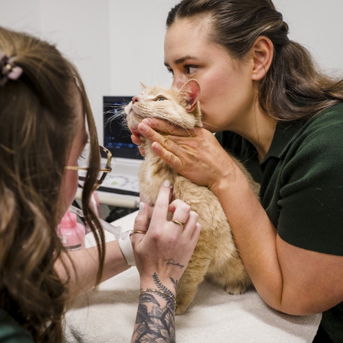 A dog wearing a stethoscope around its neck